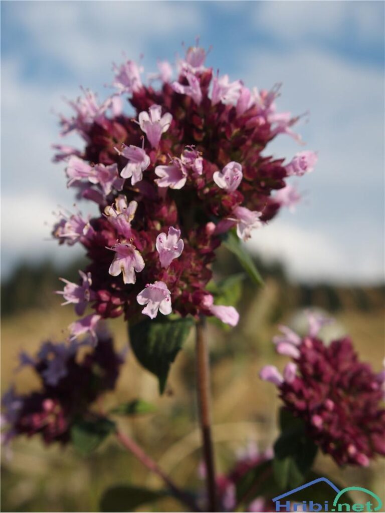 Dobra misel- (Origanum vulgare)