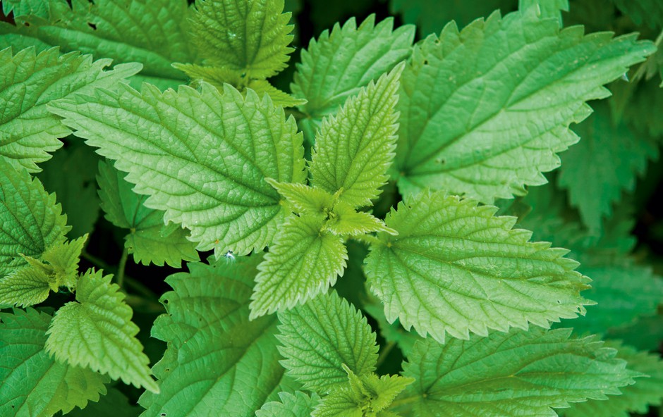 KAJ IMATA SKUPNEGA KOPRIVA IN MOJA KNJIGA »RESNICA«